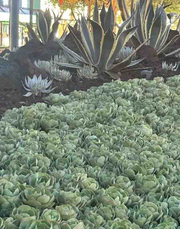  云南多肉产业深度解析：气候禀赋如何重塑中国多肉市场格局 新闻