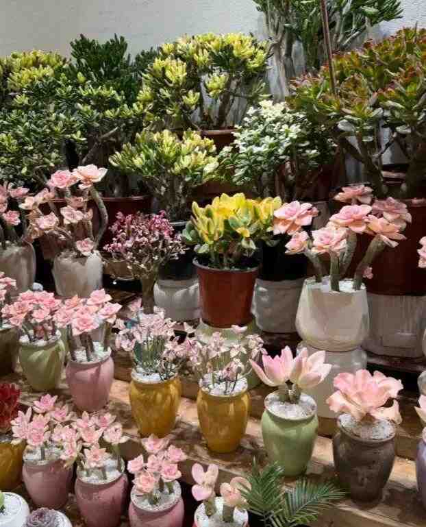  云南多肉产业深度解析：气候禀赋如何重塑中国多肉市场格局 新闻