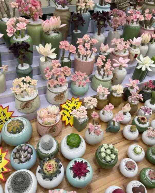  云南多肉产业深度解析：气候禀赋如何重塑中国多肉市场格局 新闻