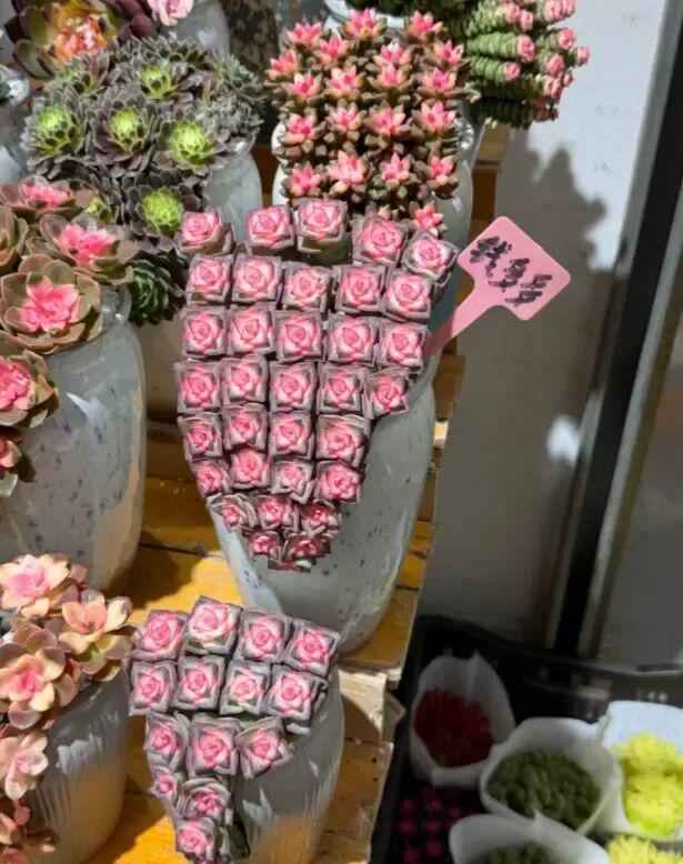  云南多肉产业深度解析：气候禀赋如何重塑中国多肉市场格局 新闻