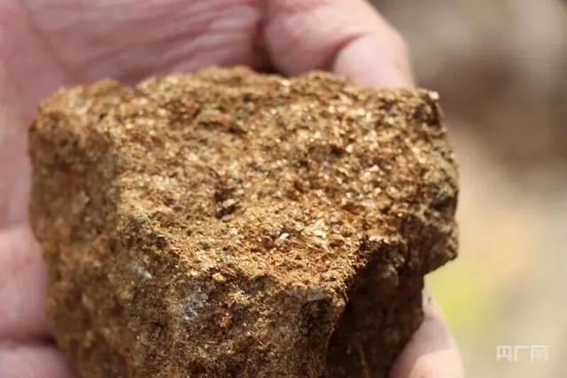  一个8岁男孩的"金草"奇遇：好奇心如何创造奇迹 文化旅游
